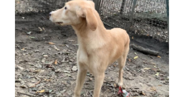 Cane in vita del corallo