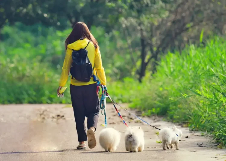 Passeggiata con cani