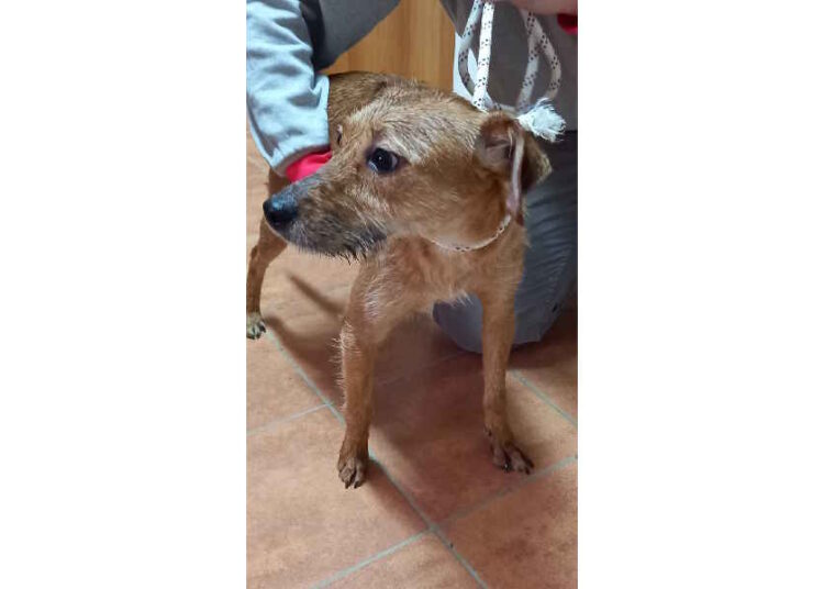 Trovato a Rosignano Marittimo un cane di taglia medio piccola, si cerca il proprietario