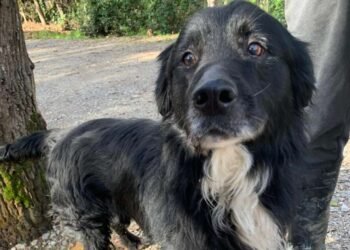 Cane senza microchip