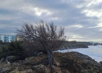 Tamerici e pitosforo