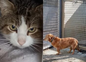 gatto e cane trovati