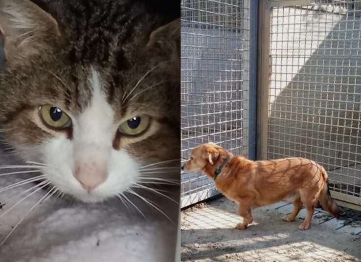 gatto e cane trovati