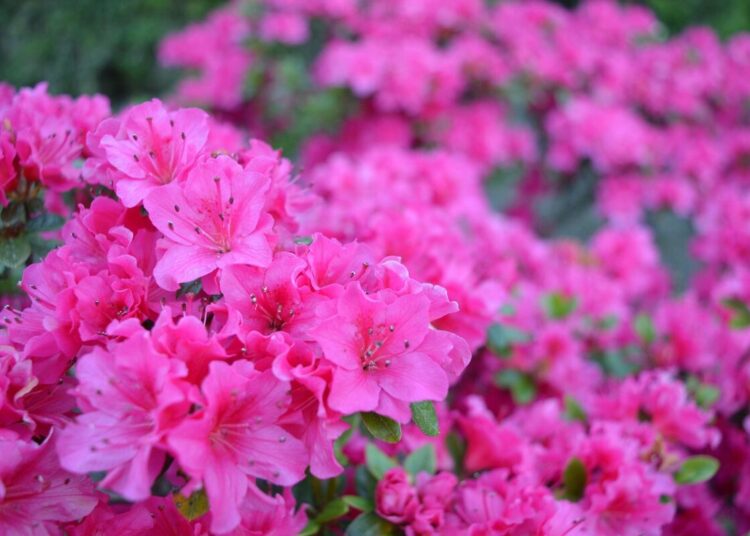 Azalea della ricerca