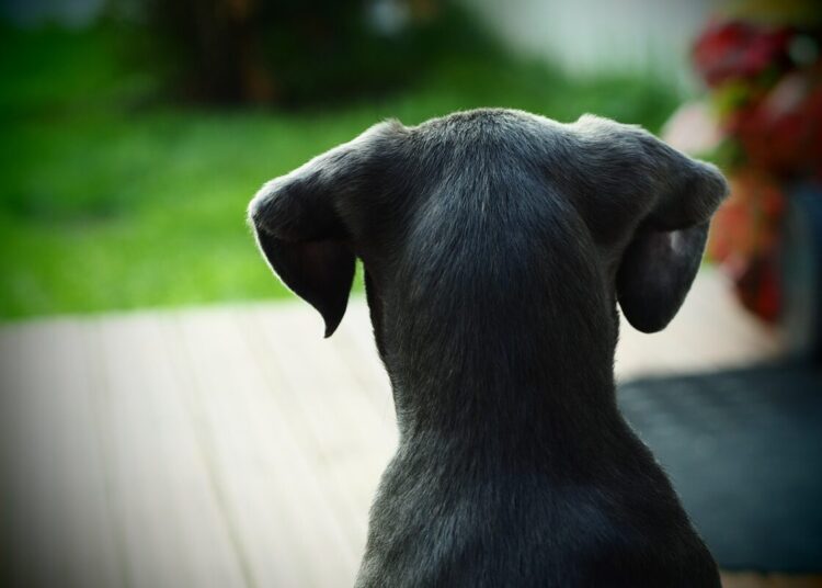 Cane