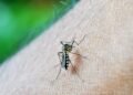 Dengue
