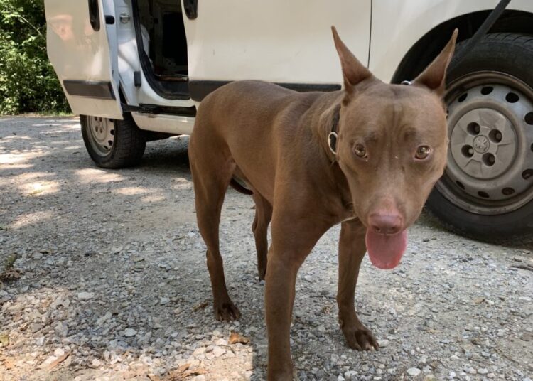 Cane senza microchip