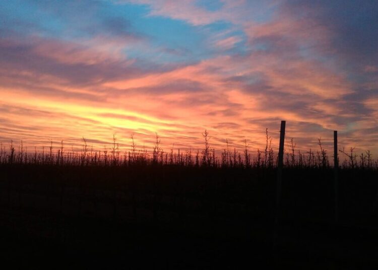 Concerto tenuta bellavista insuese