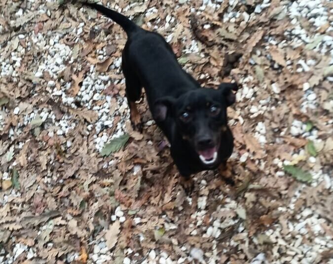 Tre cani di piccola taglia