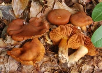 cortinarius