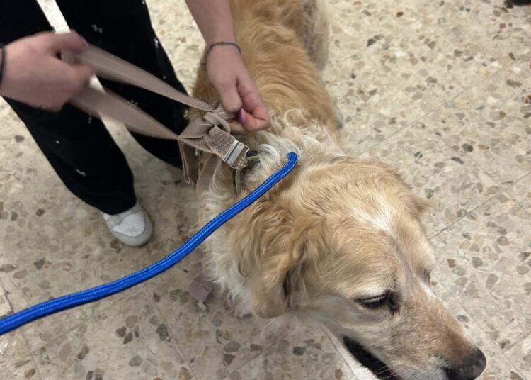 cane vagava in via grande