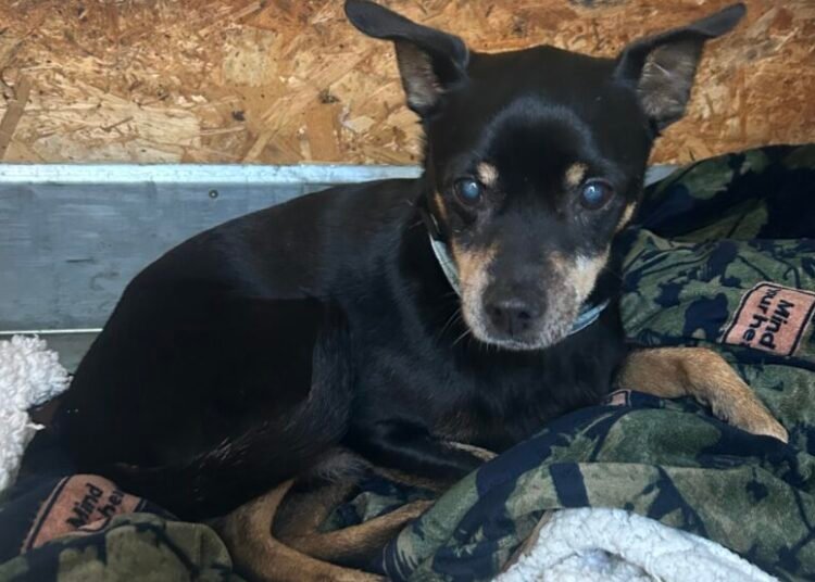 cane vagava in via provinciale pisana