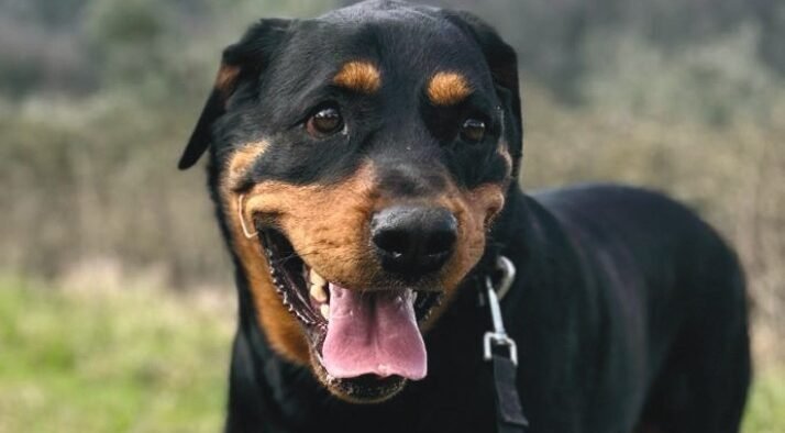 Urban Livorno - immagine 8