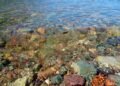 Mare