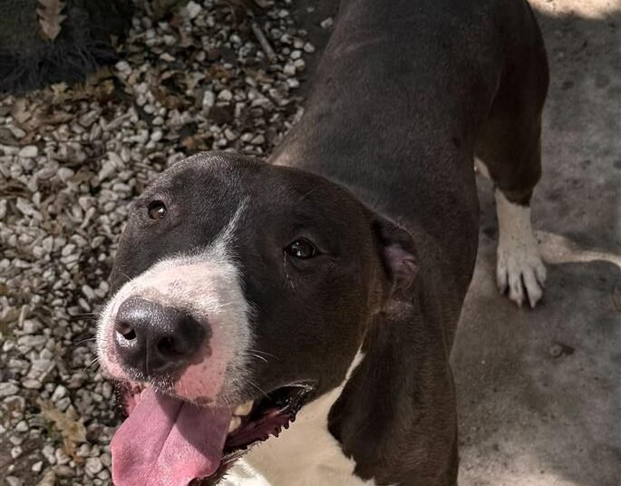 axel
