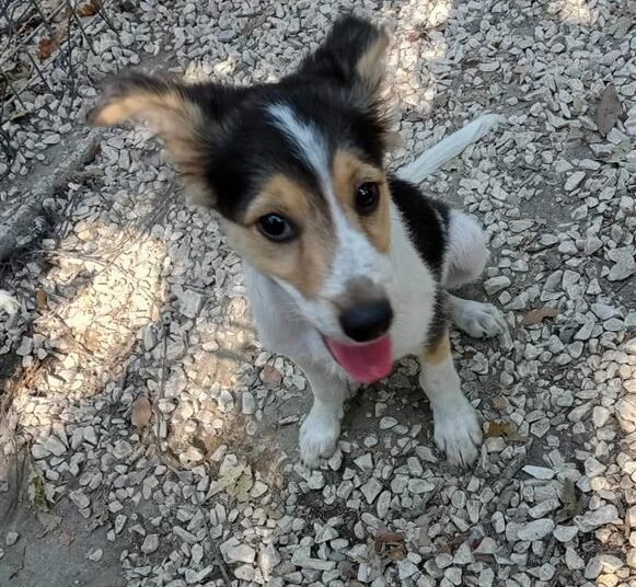 Cani in adozione: Milo e Leo cercano una famiglia