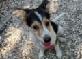 Cani in adozione: Milo e Leo cercano una famiglia