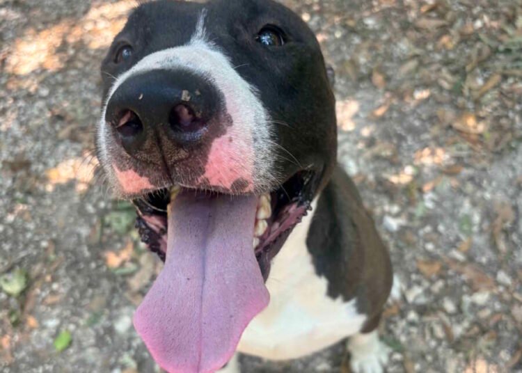 Cane senza microchip