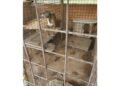maltrattamento di animale