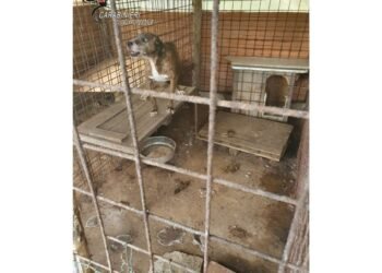 maltrattamento di animale